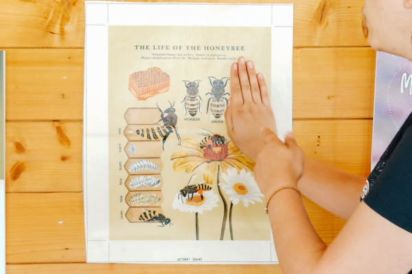 The Secret Life Of Bees