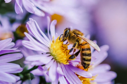The Secret Life Of Bees