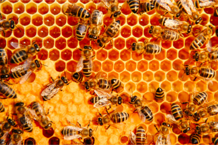 The Secret Life Of Bees