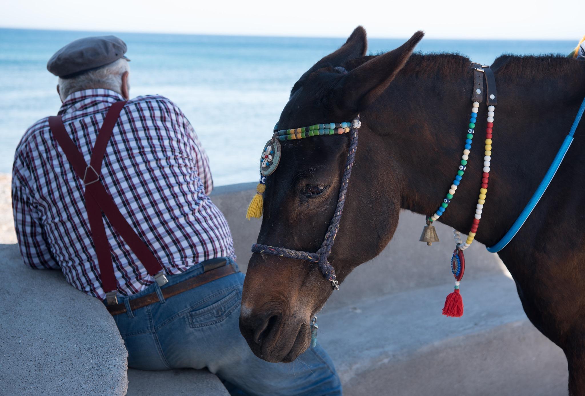 Santorini: Horse & Donkey Riding Through Volcanic Landscapes