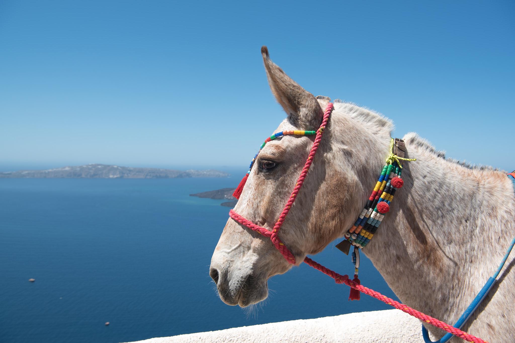 Santorini: Horse & Donkey Riding Through Volcanic Landscapes