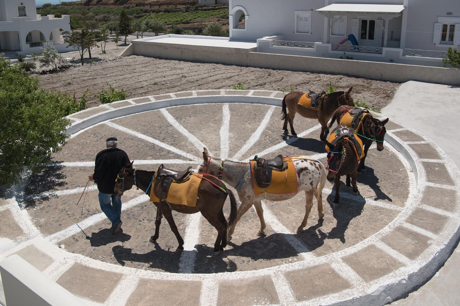 Santorini: Horse & Donkey Riding Through Volcanic Landscapes