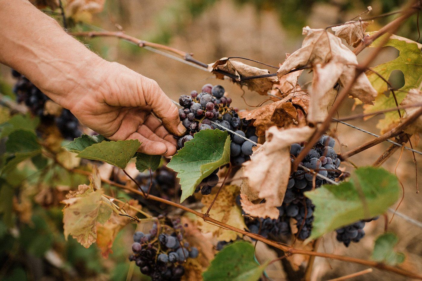 Half Day Private Tour with Wine Tasting in a Local Winery & Historic Monastery Visit