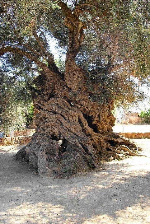 Half Day Private Kolymbari Tradition Tour | Olive, Honey & optional Winery Tasting