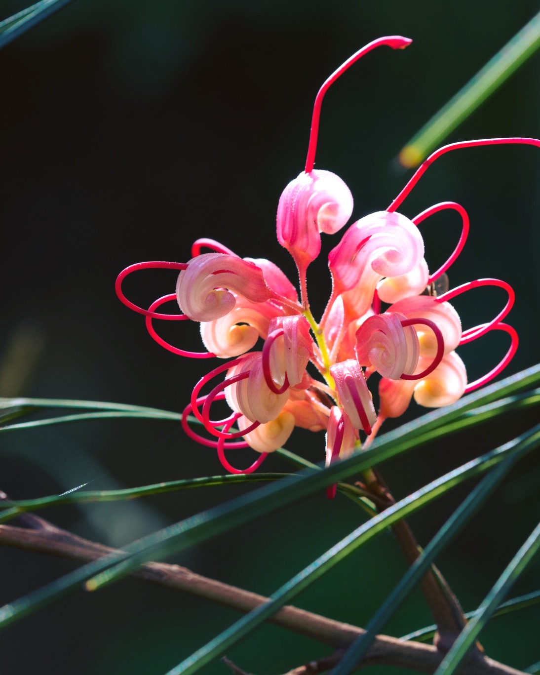 Half Day Private Tour at Botanical Garden & Scenic Therisso Gorge