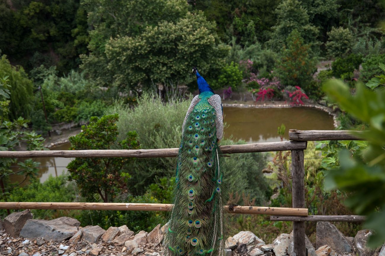 Half Day Private Tour at Botanical Garden & Scenic Therisso Gorge