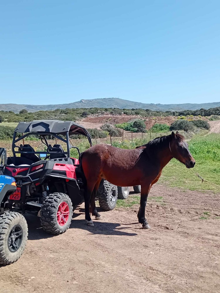  Sea Caves, Shipwreck + Adonis Waterfalls Safari - 3 hours