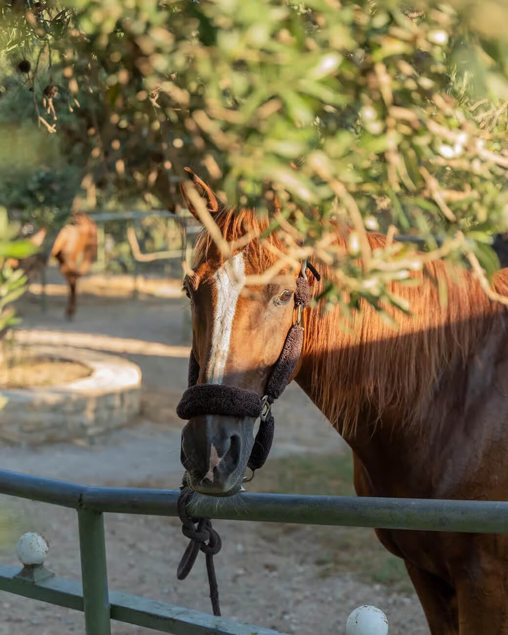 Cretan Countryside
