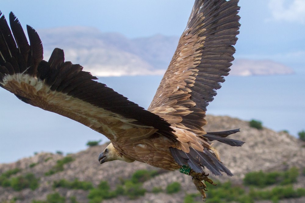 Adorios Plavnik Island