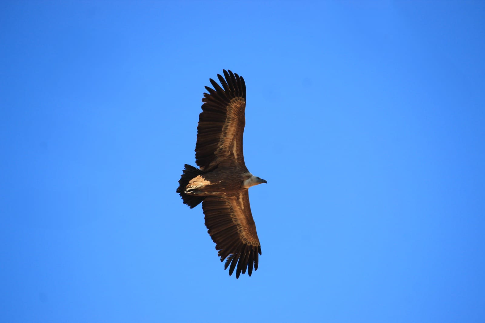 Kofinas Jeep tour and sunset experience