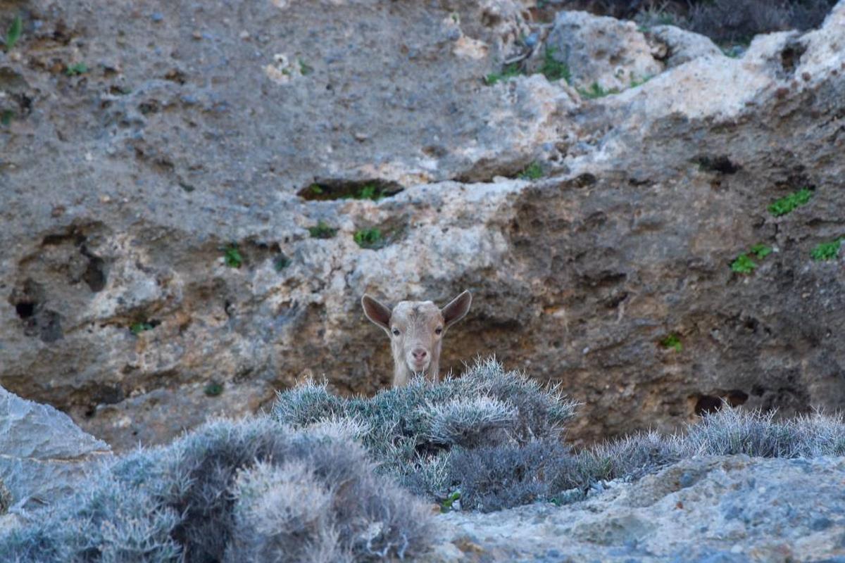 Trekking Asterousia Koudoumas Monastery