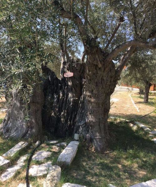 Culinary Experiences!