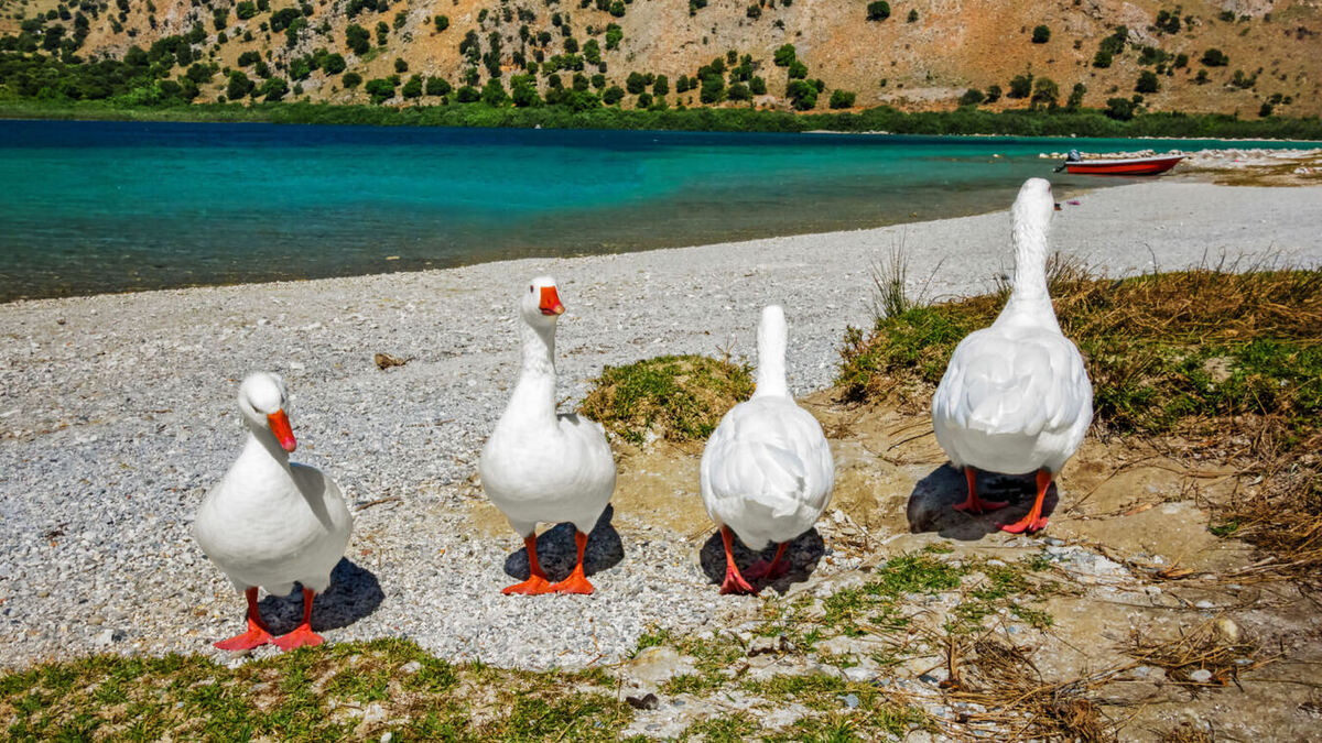 Day Tour to Chania & Kournas Lake