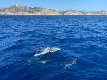 PRIVATE HALF-DAY MORNING CRUISE: ADAMANTAS-KLEFTIKO-AGIA KIRIAKI