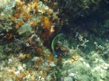 PRIVATE HALF - DAY SUNSET CRUISE: ADAMANTAS - KLEFTIKO - ADAMANTAS