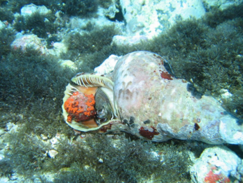 PRIVATE HALF-DAY MORNING CRUISE: ADAMANTAS-KLEFTIKO-AGIA KIRIAKI