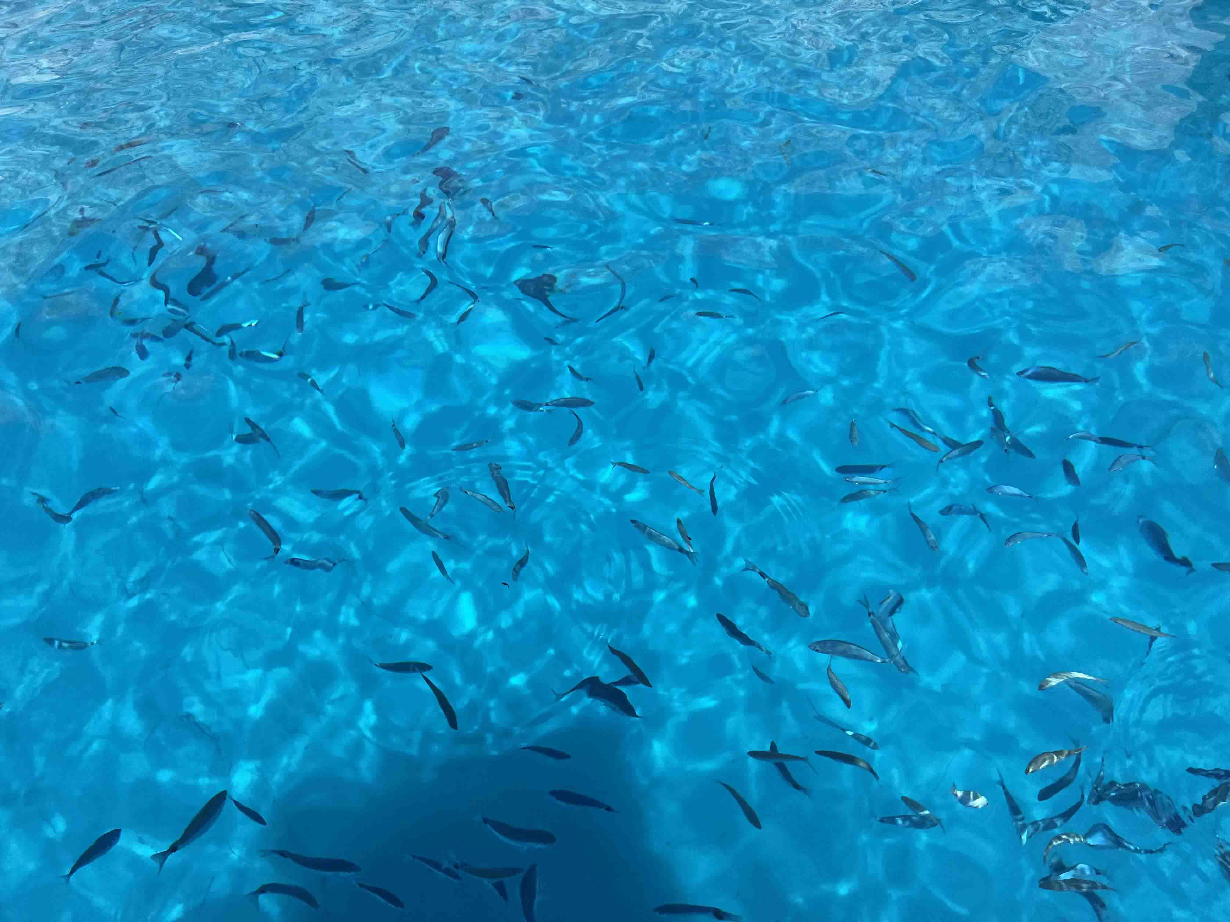 Morning Group Sea Experience to Polyaigos