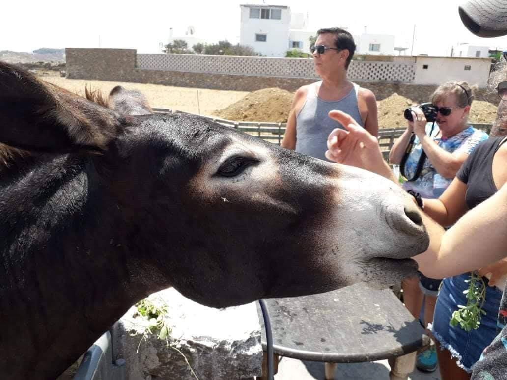 MYKONIAN FARM EXPERIENCE