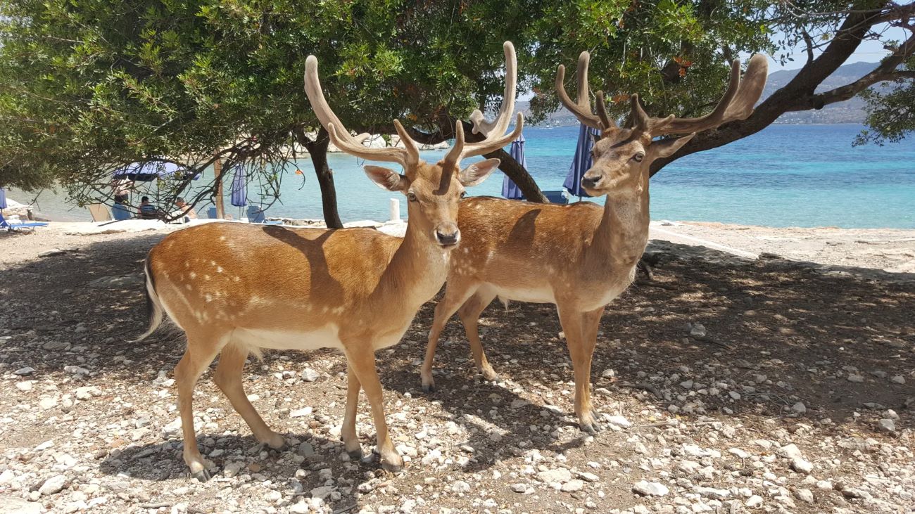 Day cruise Hydra Poros Moni Perdika - Boarding from Poros