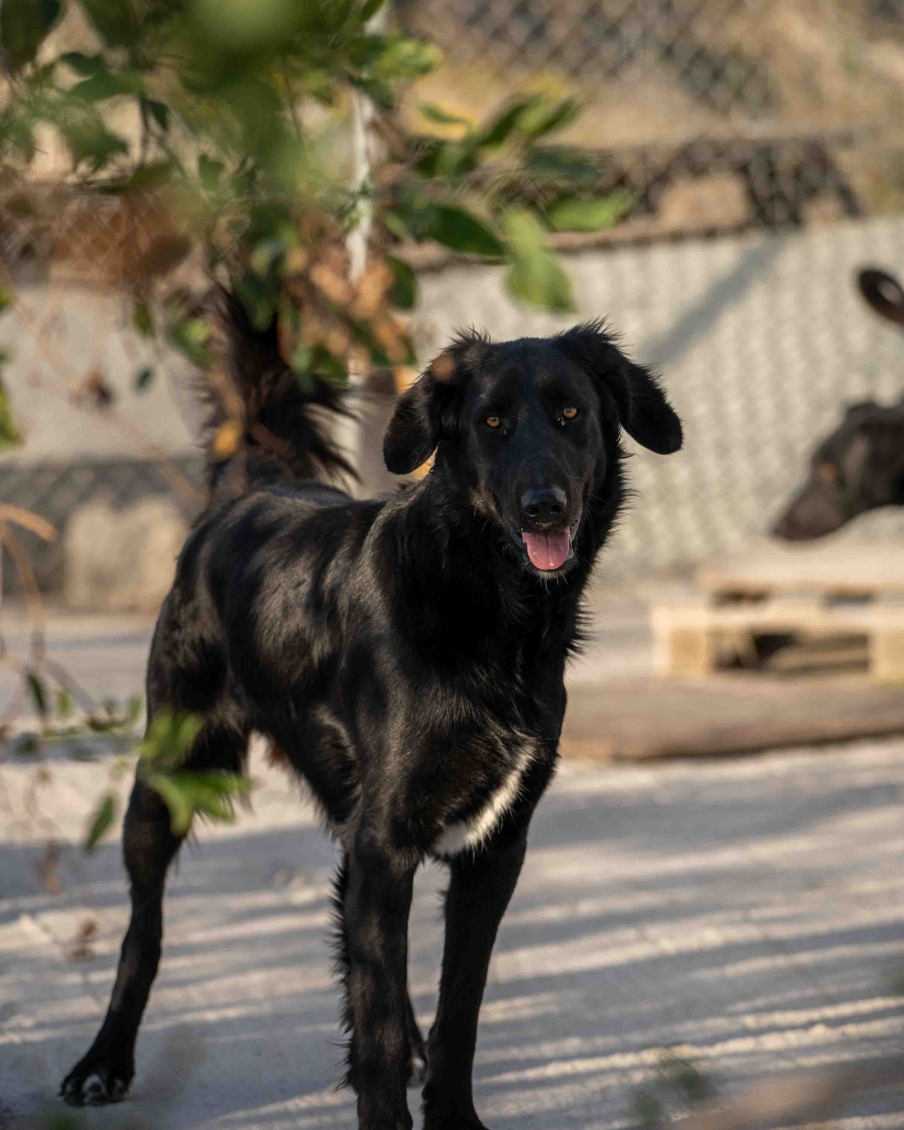 Pawsitive Vibes Only