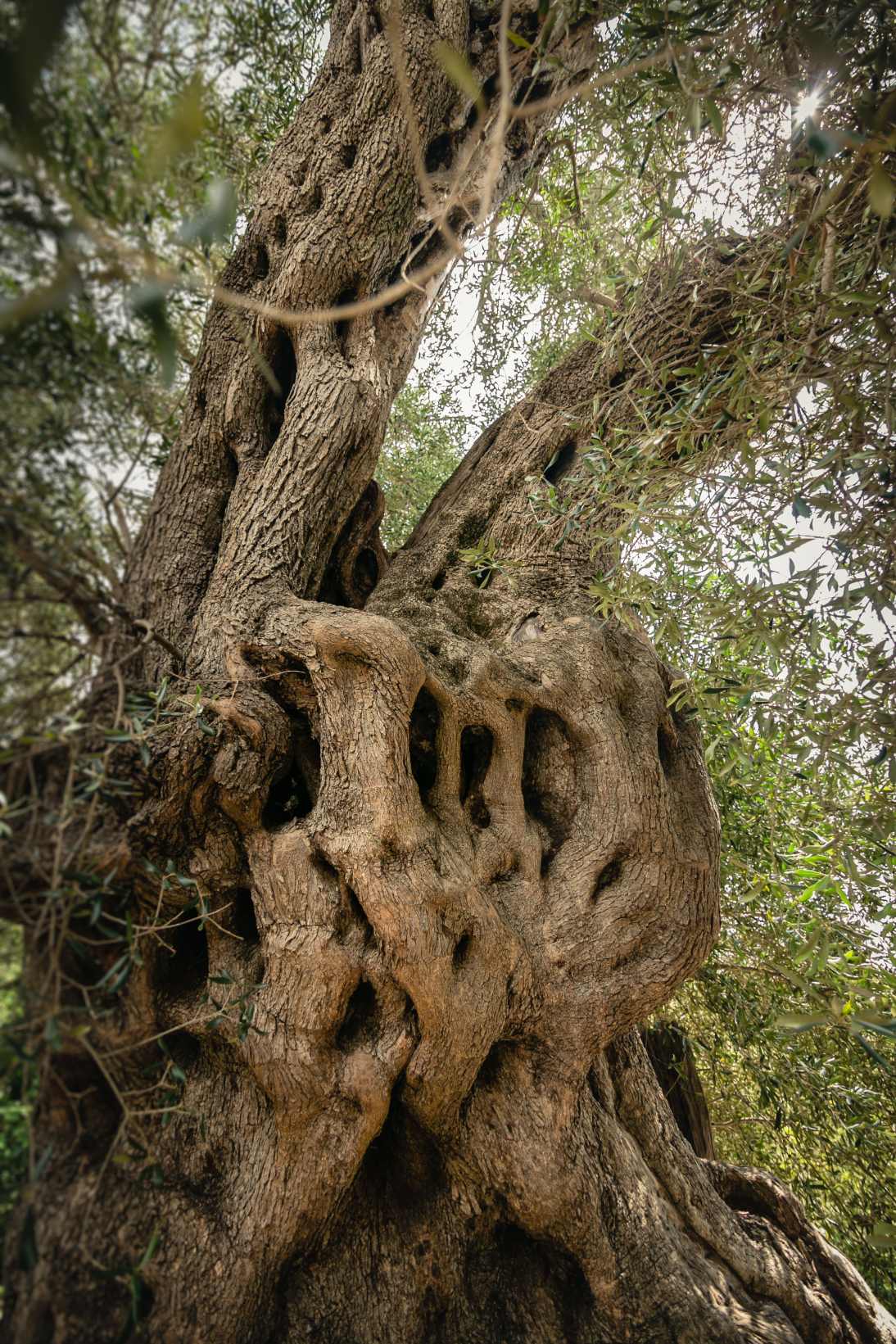 The Governor’s Olive Tour