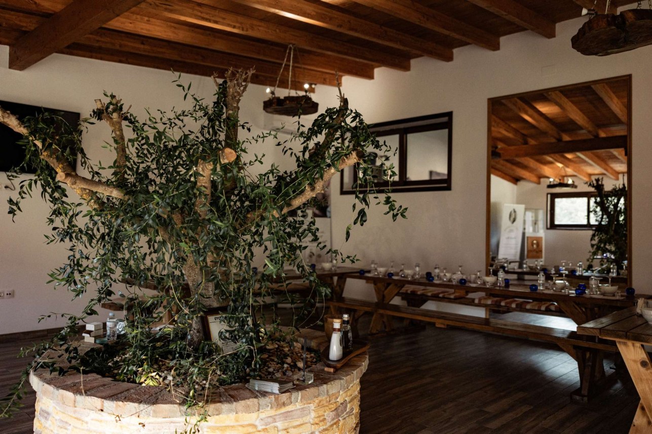 The Governor’s Olive Tour
