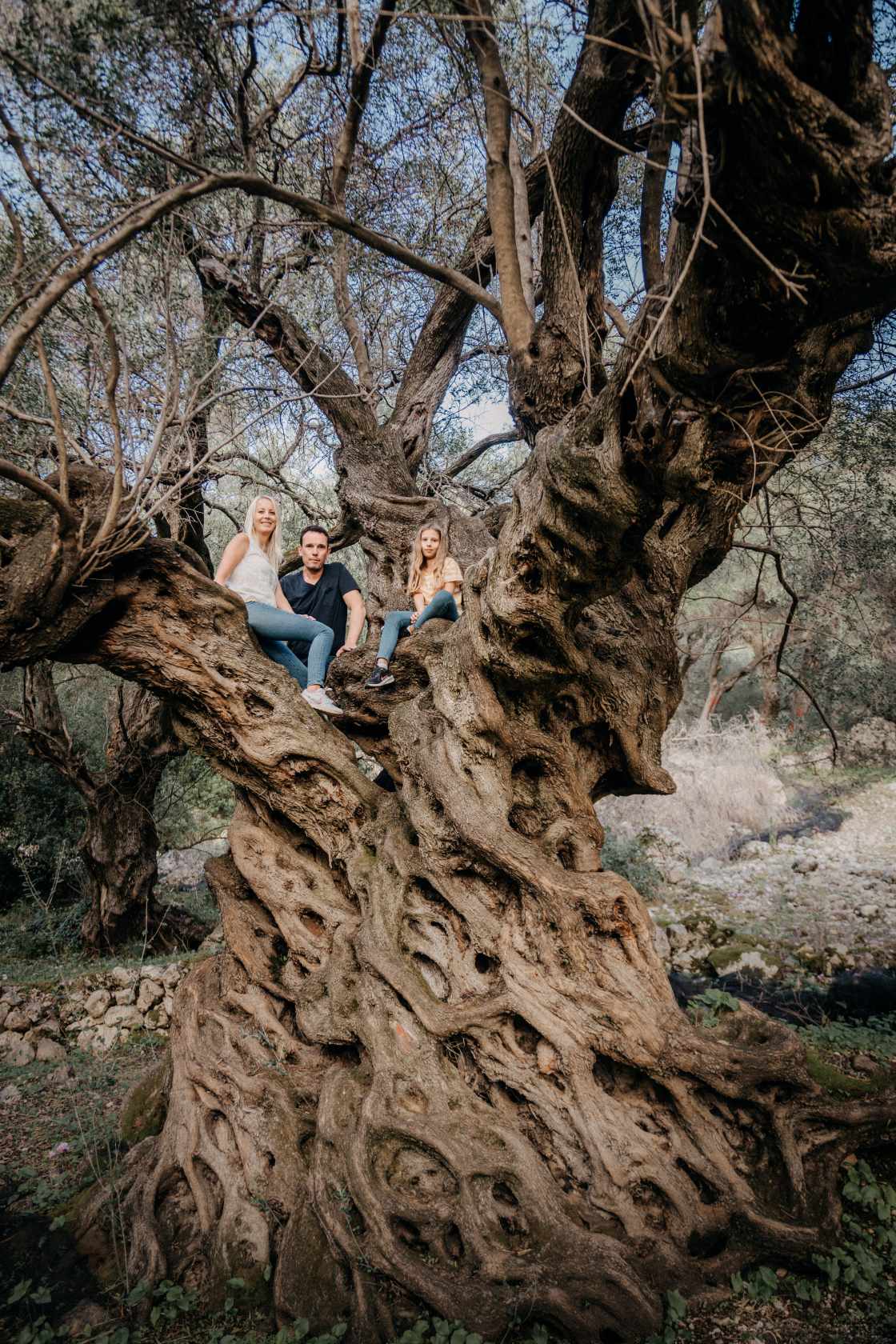 The Governor’s Olive Tour