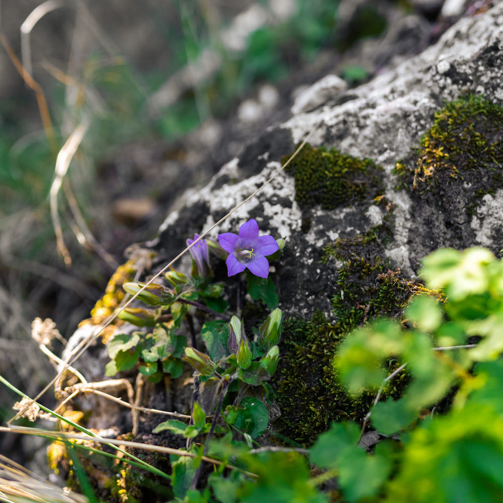 Blooming Trails